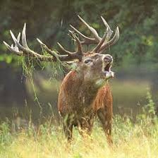 Схема вышивки «Олень»