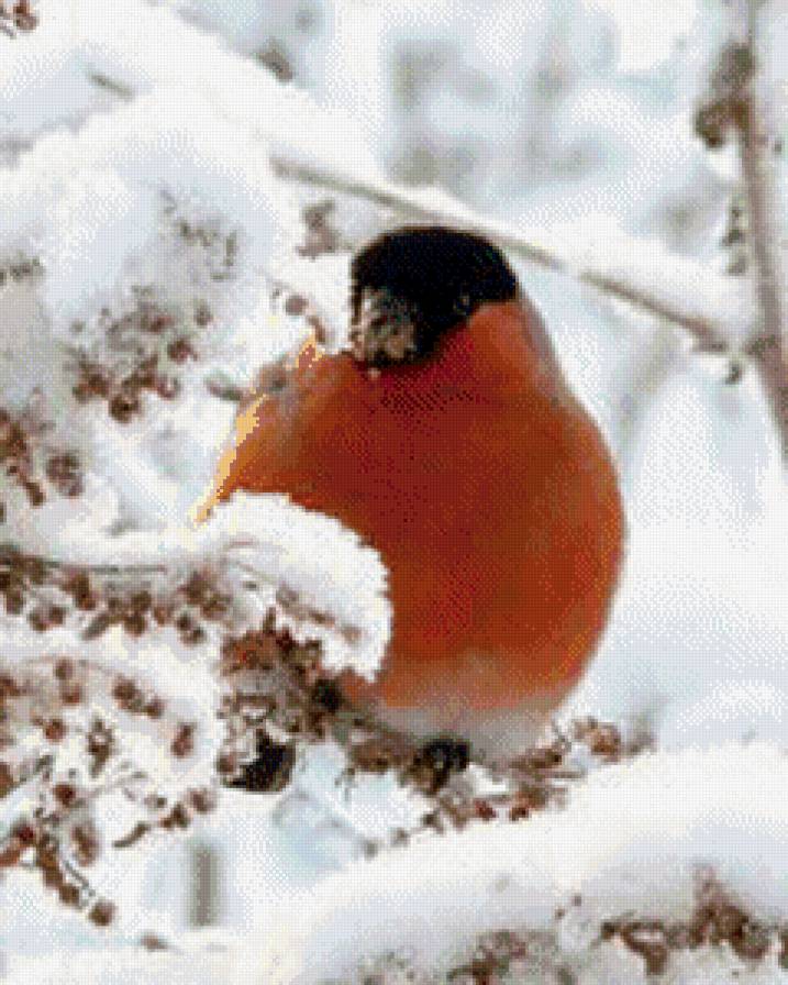 снегирь - предпросмотр