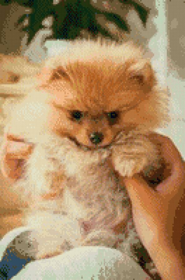 джус - предпросмотр