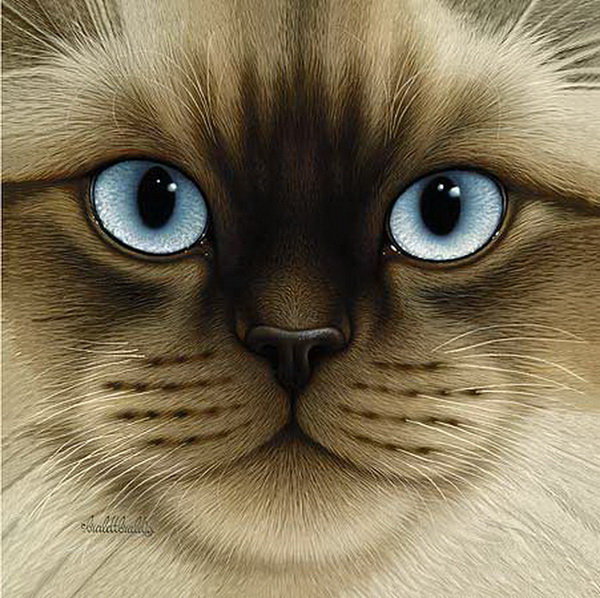 симпатичная мордашка - кот, коты, портрет, котики - оригинал