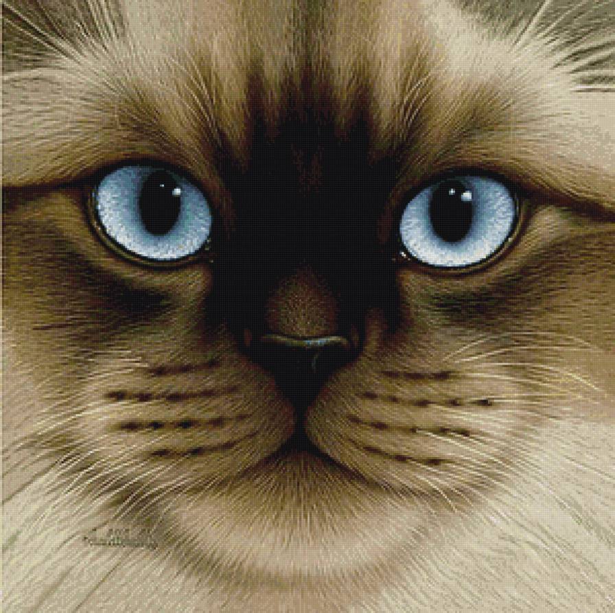 симпатичная мордашка - кот, портрет, коты, котики - предпросмотр