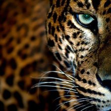 Схема вышивки «леопард»