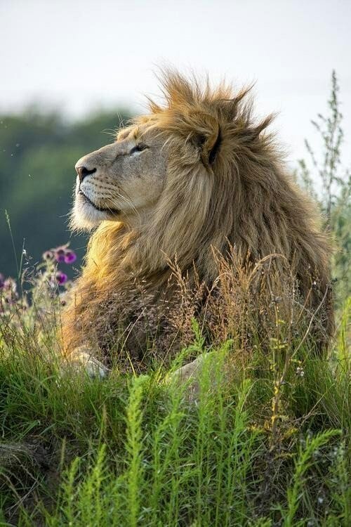 Царь зверей - лев - оригинал