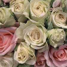 Схема вышивки «Розы»