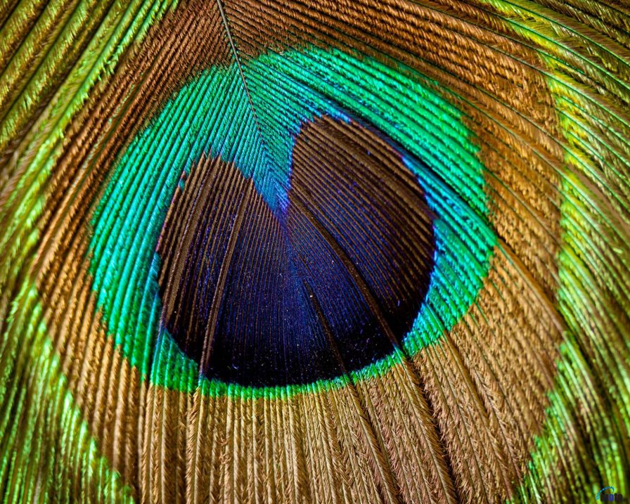 Макро. Перо павлина - природа, животные, макро - оригинал