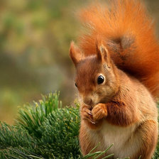 Схема вышивки «Белка , животные»