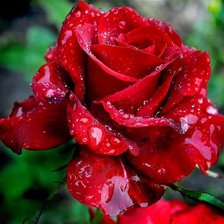 красная роза