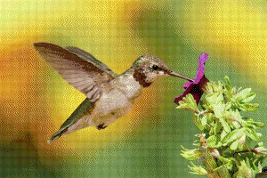 shubuu - предпросмотр