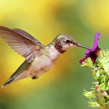 Схема вышивки «shubuu»