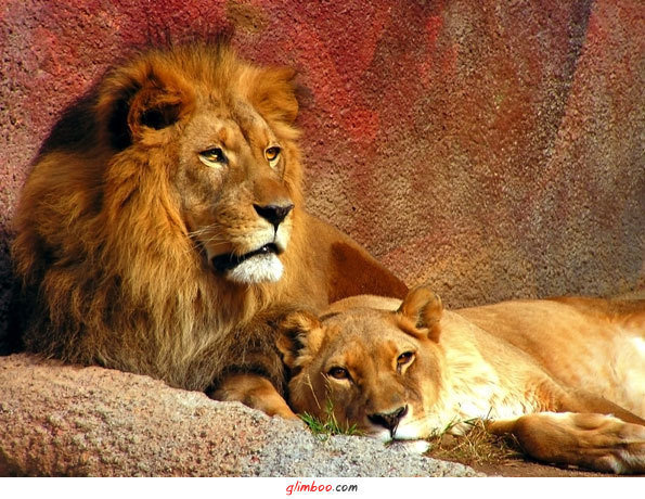 Львиная семья - оригинал