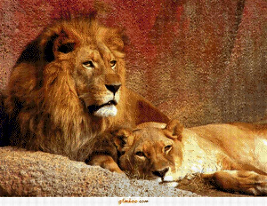 Львиная семья - предпросмотр