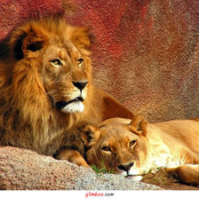 Схема вышивки «Львиная семья»