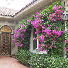 Схема вышивки «Patio con bouganvillas»