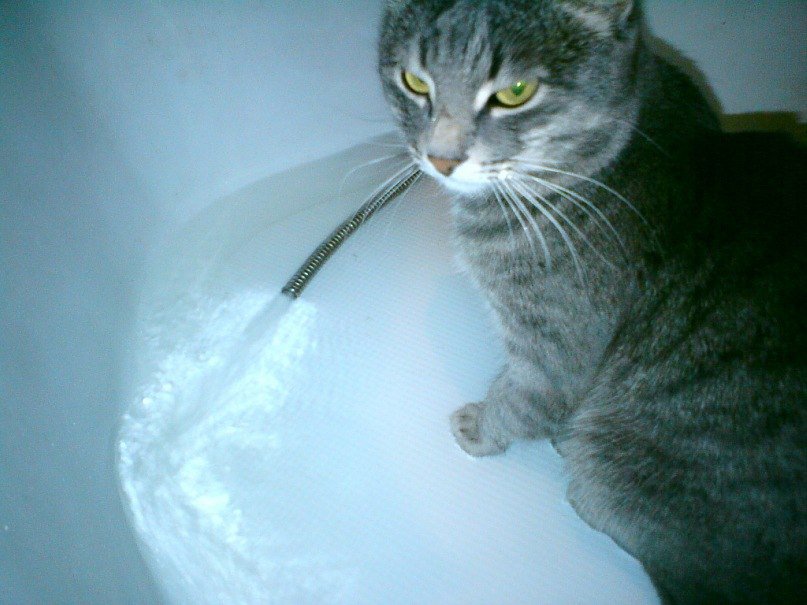 Кот серый - коты, котик, кошки, кот, серый - оригинал