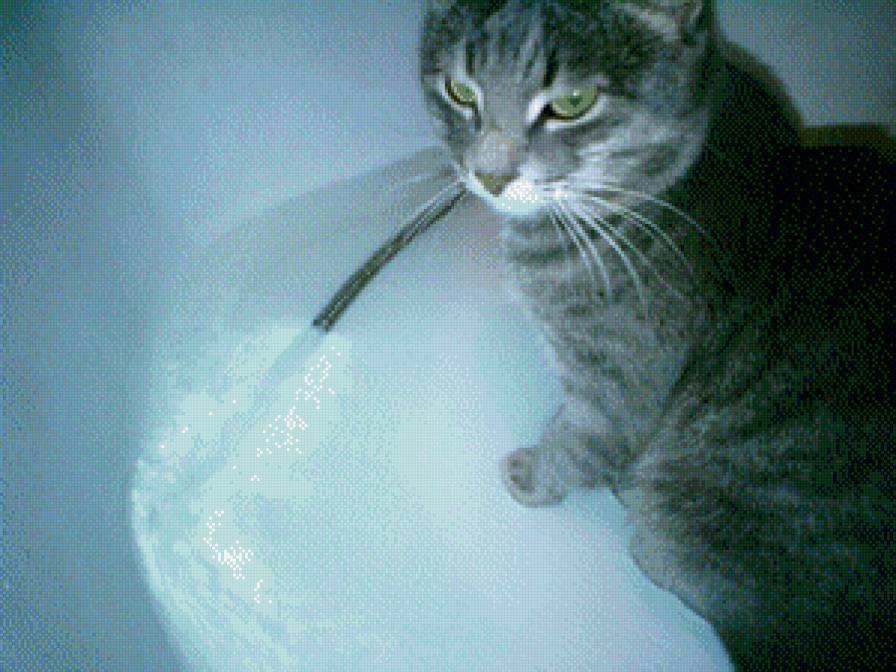 Кот серый - котик, серый, коты, кошки, кот - предпросмотр