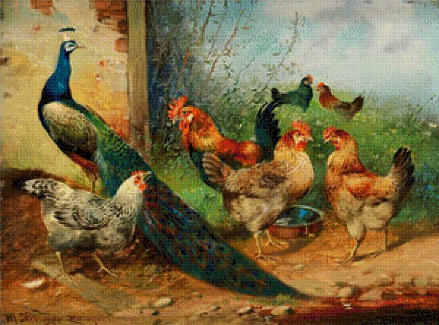 pavo con gallinas - предпросмотр