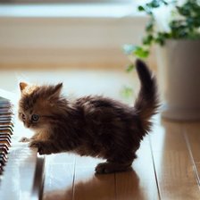 Котенок и рояль