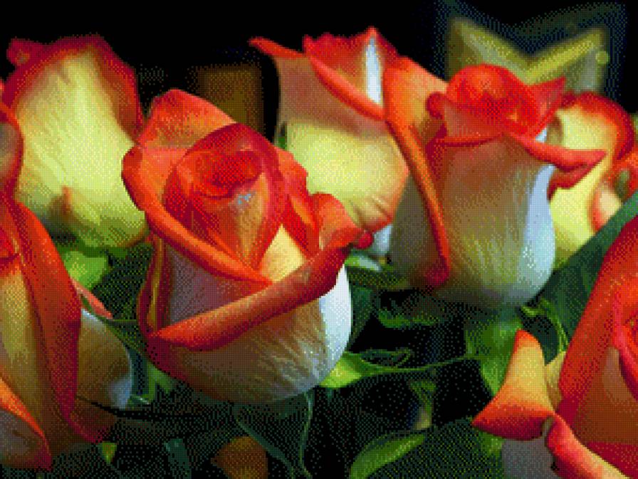 Розы с окантовкой - предпросмотр