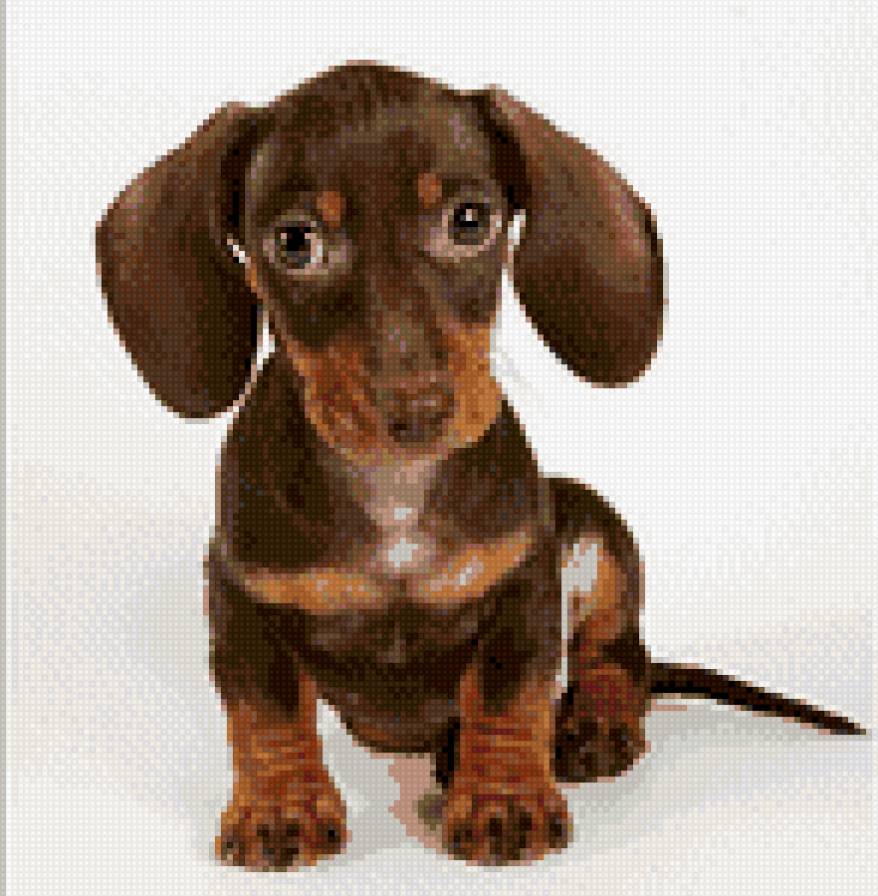 Таксёнок - предпросмотр