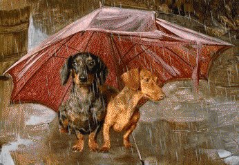 Таксы под зонтом - оригинал