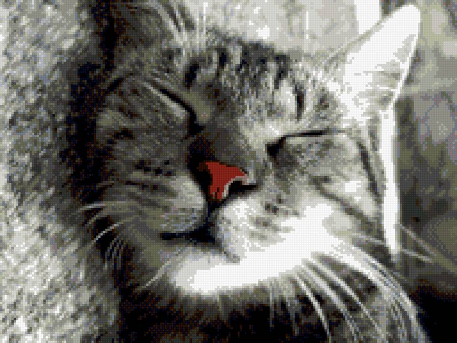 Кот спит - предпросмотр