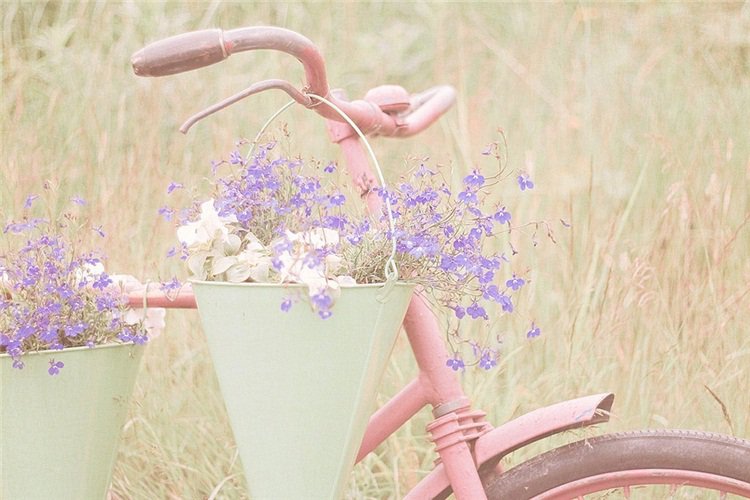Прованс - луг, велосипед, цветы, прованс, поле - оригинал