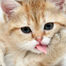 Схема вышивки «котенок»