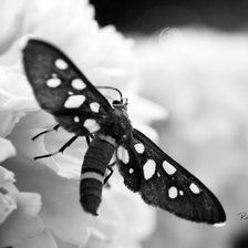 Бабочка черно-белая