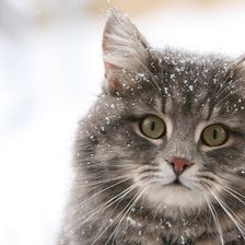 Схема вышивки «киса»