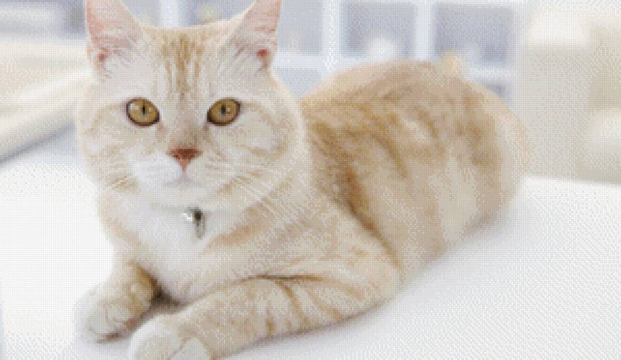 киса - кошка - предпросмотр