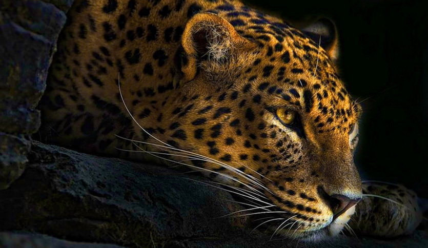 леопард - леопард, животные - оригинал