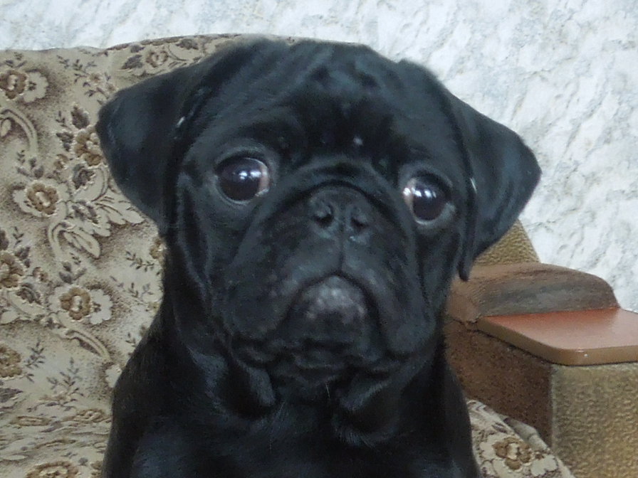 Мопс Принцесса Лея - мопс - оригинал