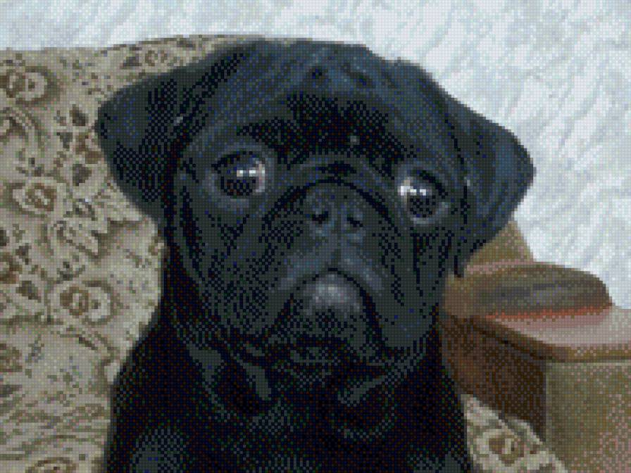 Мопс Принцесса Лея - мопс - предпросмотр