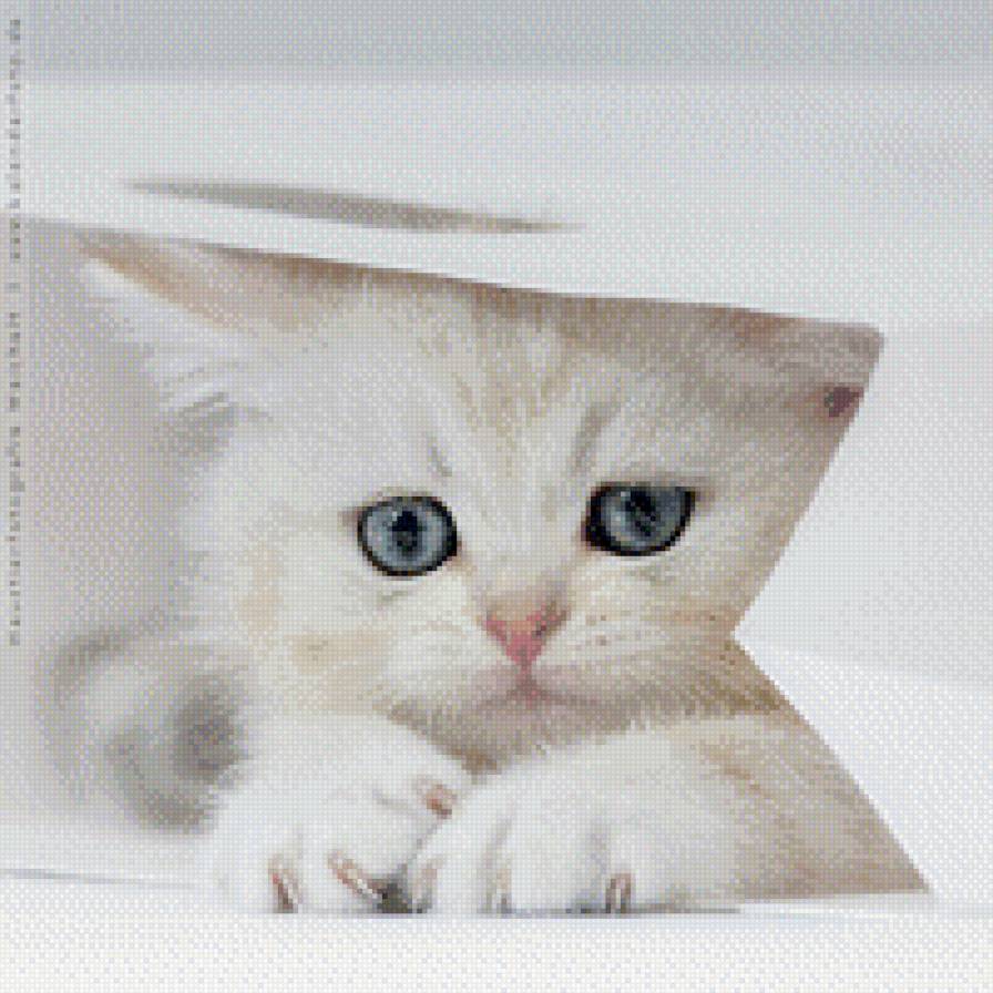 коша - кошки, животные, грусть - предпросмотр