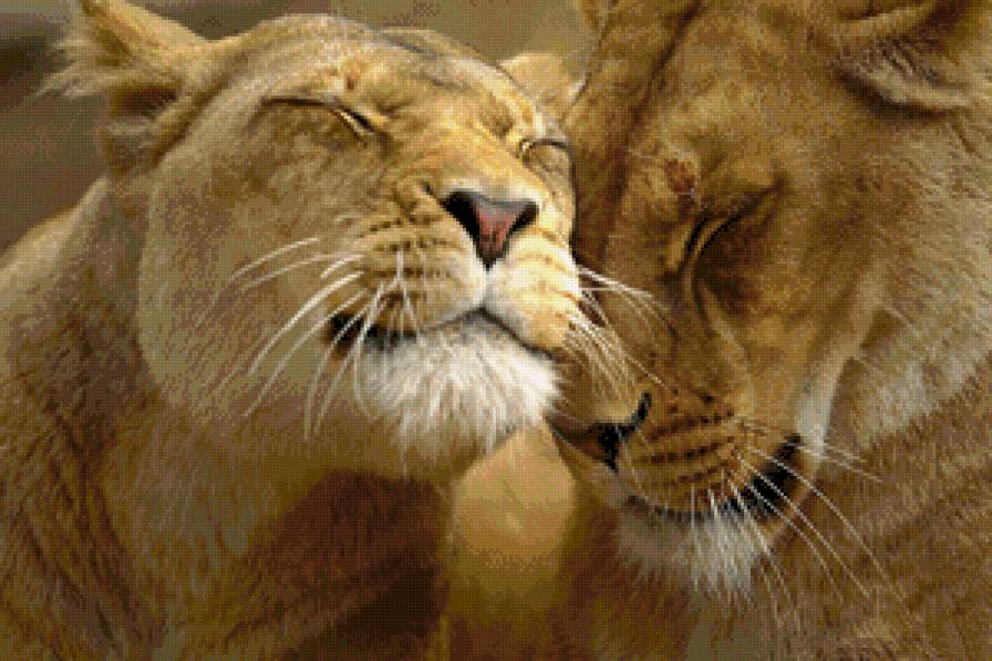 нежность - предпросмотр