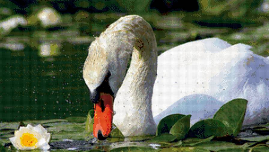 лебедь - лебедь, пруд, кувшинки - предпросмотр