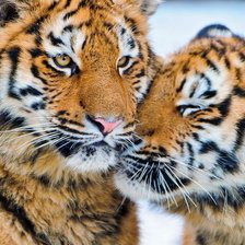 Схема вышивки «тигрули»