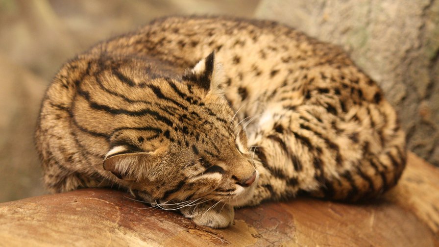 спящий кот - оригинал