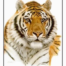 Оригинал схемы вышивки «тигр» (№825314)