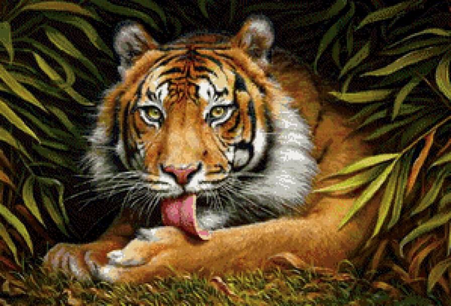 тигр - тигр, дикие животные - предпросмотр