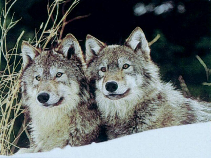 пара волков - волк, дикие животные, пейзаж, природа - оригинал