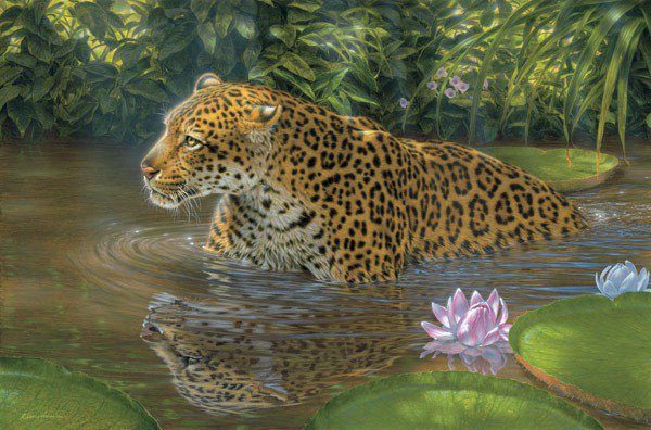 Купание леопарда - животные, леопард - оригинал