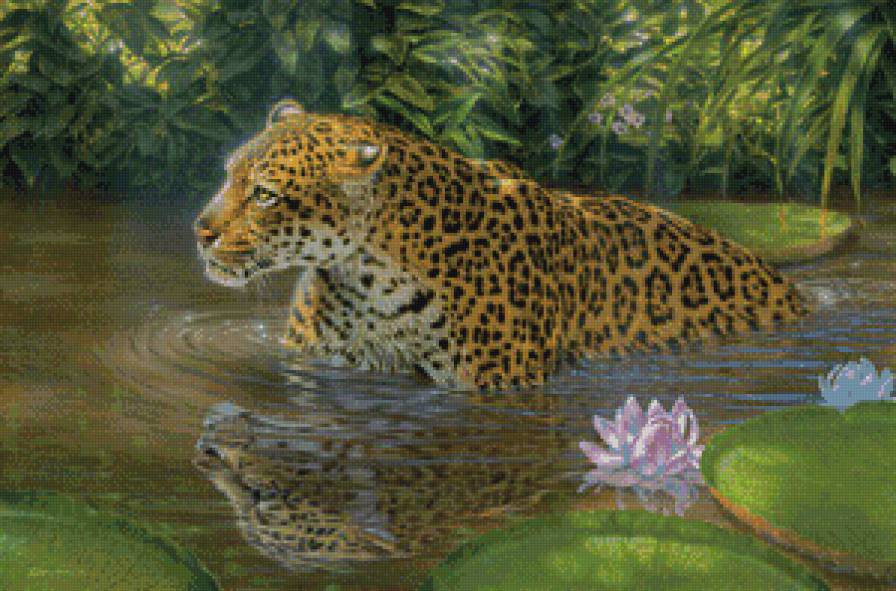 Купание леопарда - животные, леопард - предпросмотр