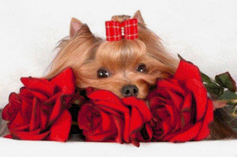 Рыжик - предпросмотр