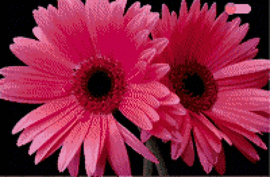 Гербера - гербера, цветы - предпросмотр