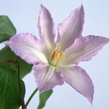 Схема вышивки «Цветок»