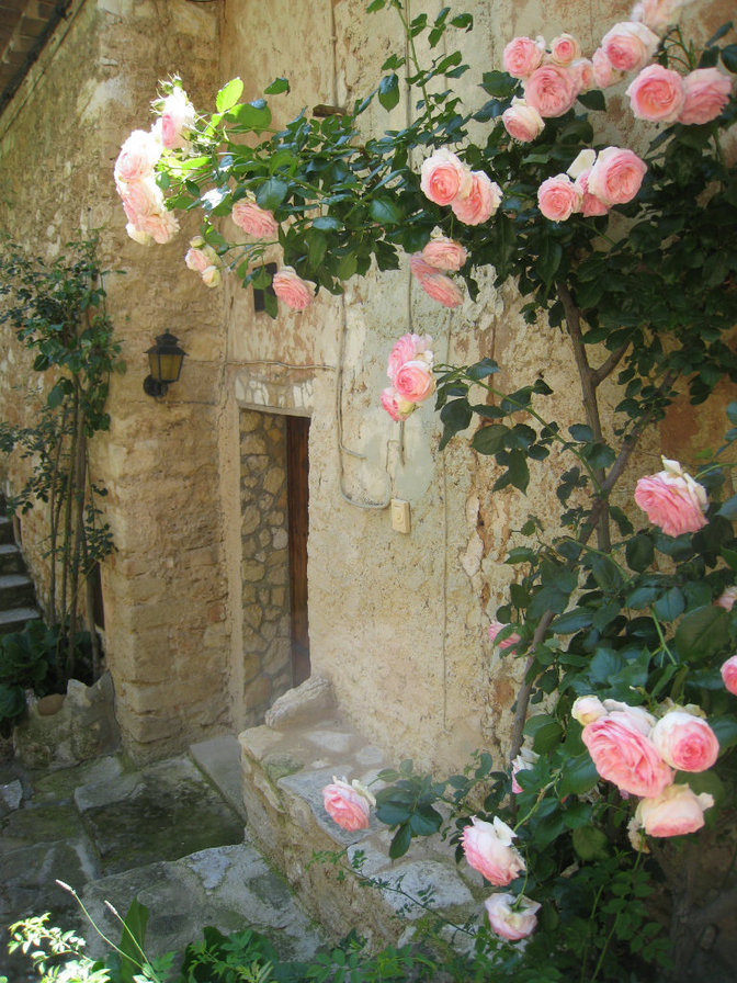 Погребок - розы, париж, прованс, франция - оригинал