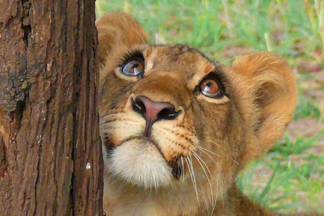 Лёва - животные - оригинал