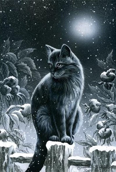 котейка - природа кошка, ночь, кот - оригинал