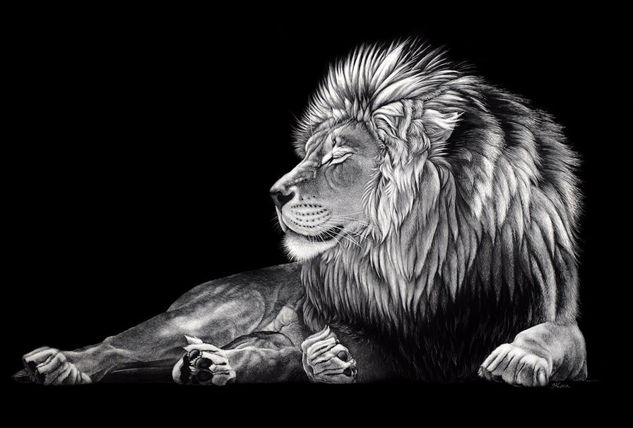 царь зверей - царь, кошачьи, лев, природа, король - оригинал